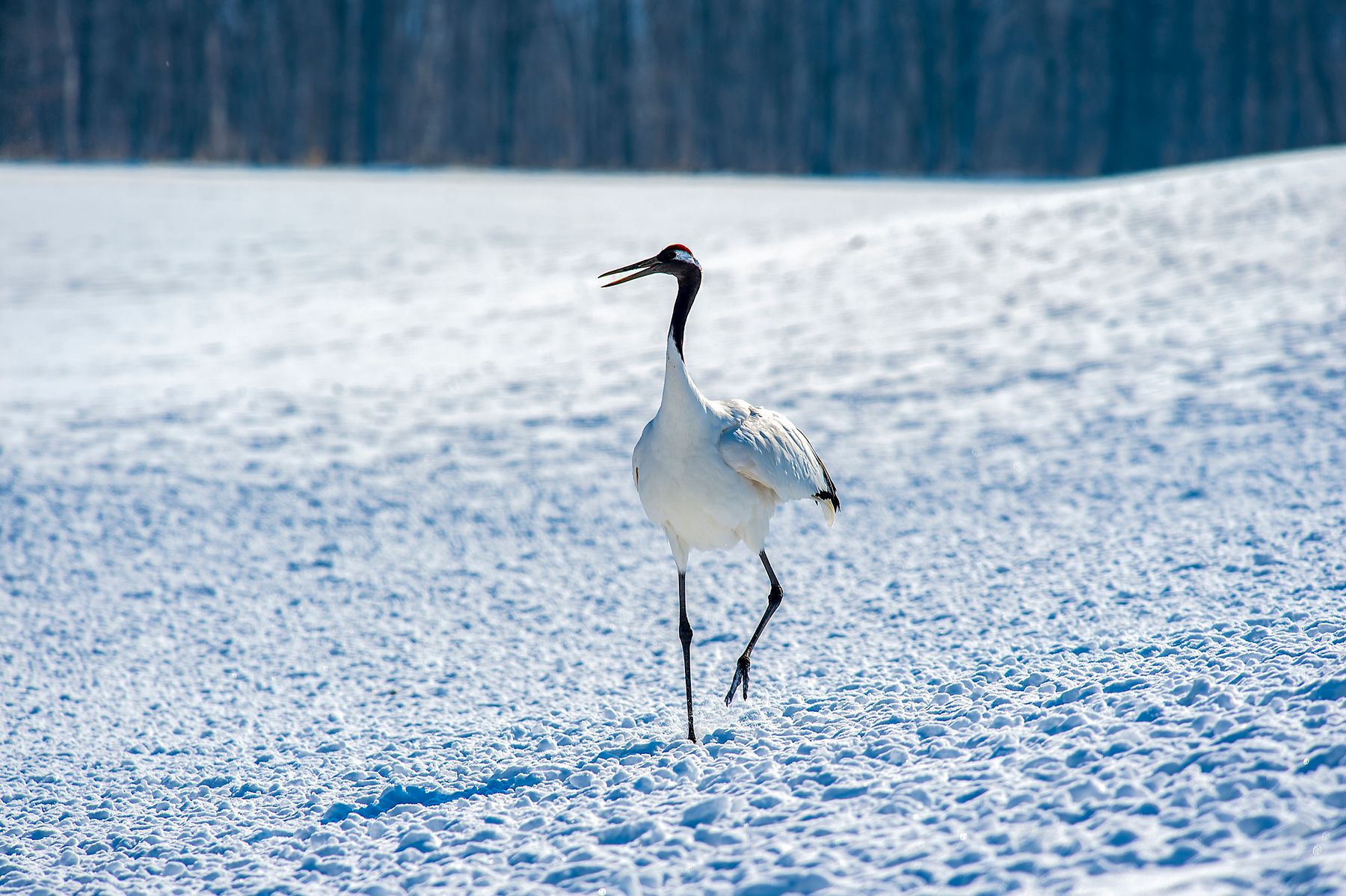 Winter white and cranes